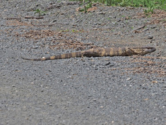Varanus albigularis albigularis