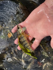 Perca flavescens