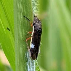 Homalodisca insolita