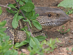 Varanus albigularis albigularis