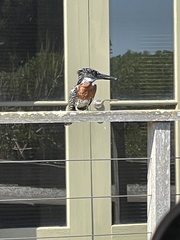 Megaceryle maxima maxima