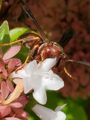 Polistes