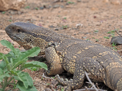 Varanus albigularis albigularis