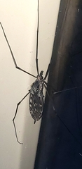 Tipula