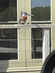 Megaceryle maxima maxima