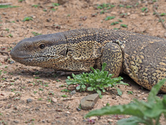 Varanus albigularis albigularis