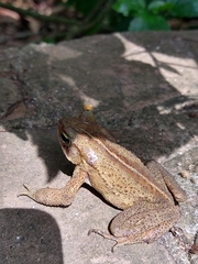 Rhinella ornata