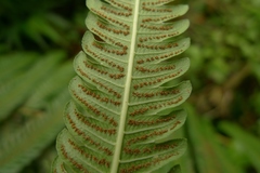 Pneumatopteris glandulifera