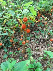 Alkekengi officinarum