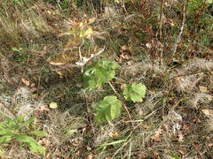 Heracleum dissectum