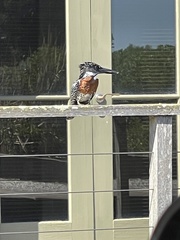 Megaceryle maxima maxima