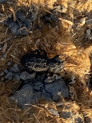 Phloeodes diabolicus