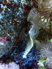 Taenianotus triacanthus