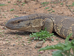 Varanus albigularis albigularis