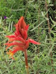 Dichromanthus cinnabarinus