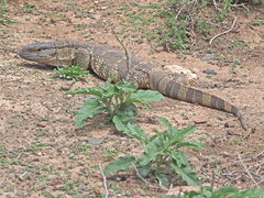 Varanus albigularis albigularis