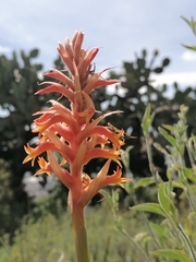 Dichromanthus cinnabarinus