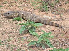Varanus albigularis albigularis