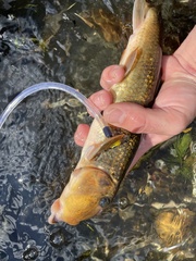 Hypentelium nigricans