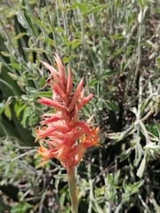 Dichromanthus cinnabarinus