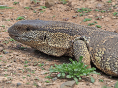 Varanus albigularis albigularis