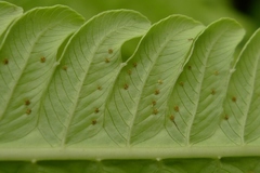 Pneumatopteris glandulifera