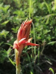 Dichromanthus cinnabarinus