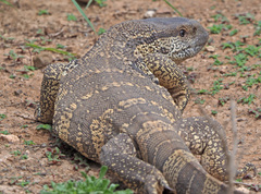 Varanus albigularis albigularis