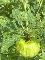 Physalis philadelphica