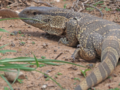 Varanus albigularis albigularis