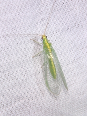 Chrysoperla