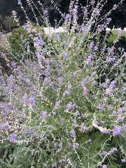 Salvia