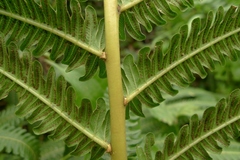 Pneumatopteris glandulifera