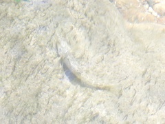 Etheostoma nigrum