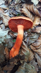 Cortinarius cinnabarinus