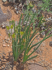 Albuca setosa