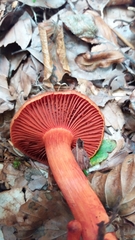 Cortinarius cinnabarinus