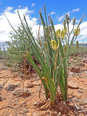Albuca setosa