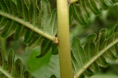 Pneumatopteris glandulifera