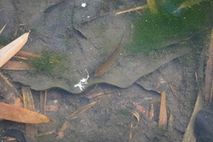 Trichopodus trichopterus