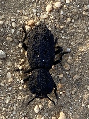 Phloeodes diabolicus