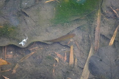 Trichopodus trichopterus