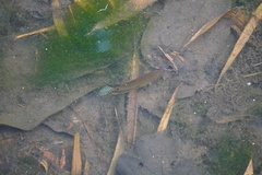 Trichopodus trichopterus