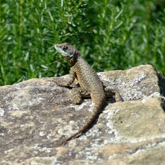 Tropidurus