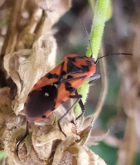 Spilostethus pandurus