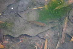 Trichopodus trichopterus