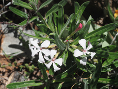 Pachypodium succulentum