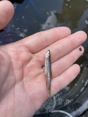 Notropis atherinoides