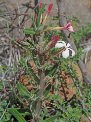 Pachypodium succulentum