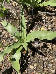 Cyanella hyacinthoides